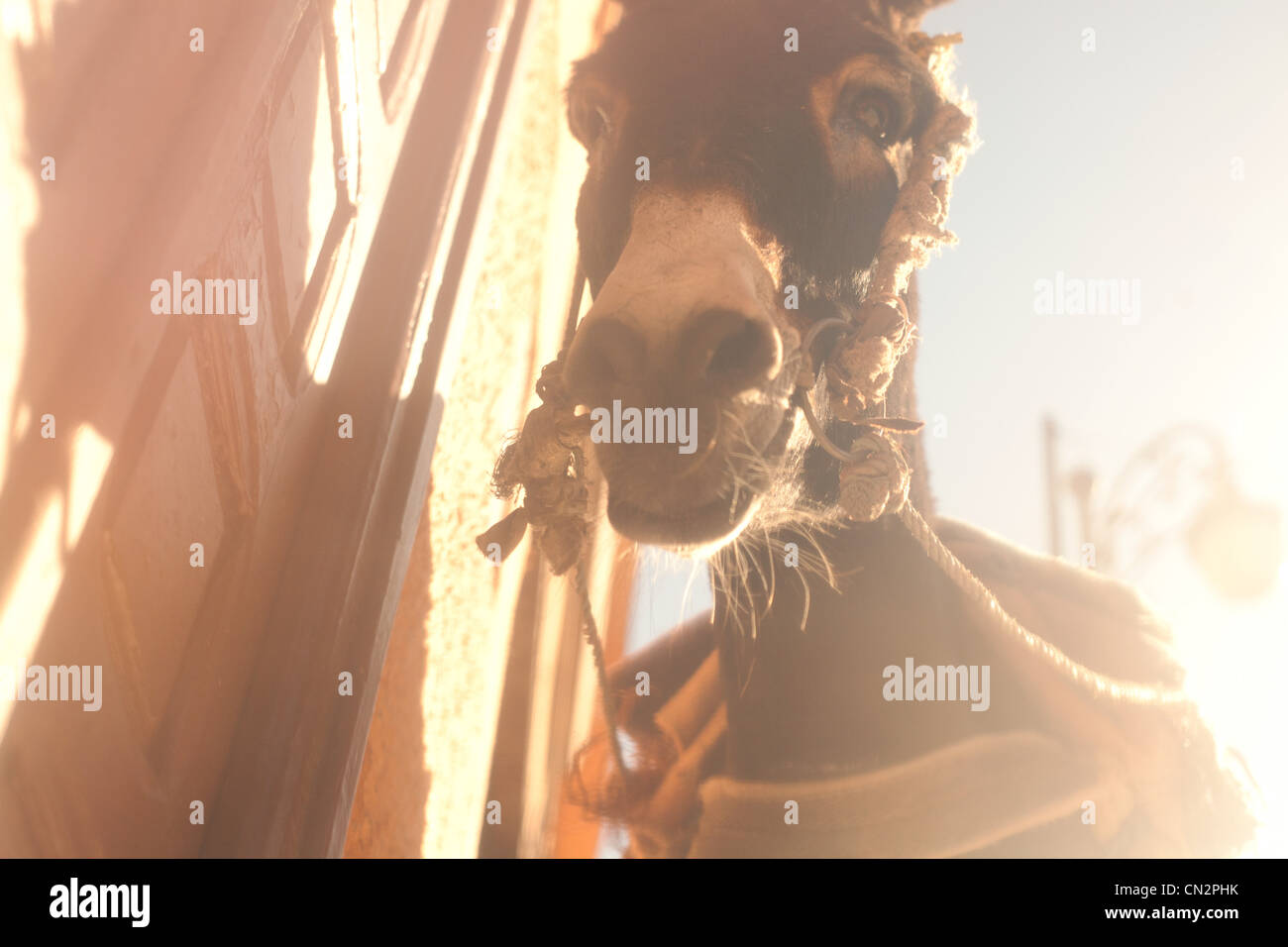 Donkey, low angle view Stock Photo