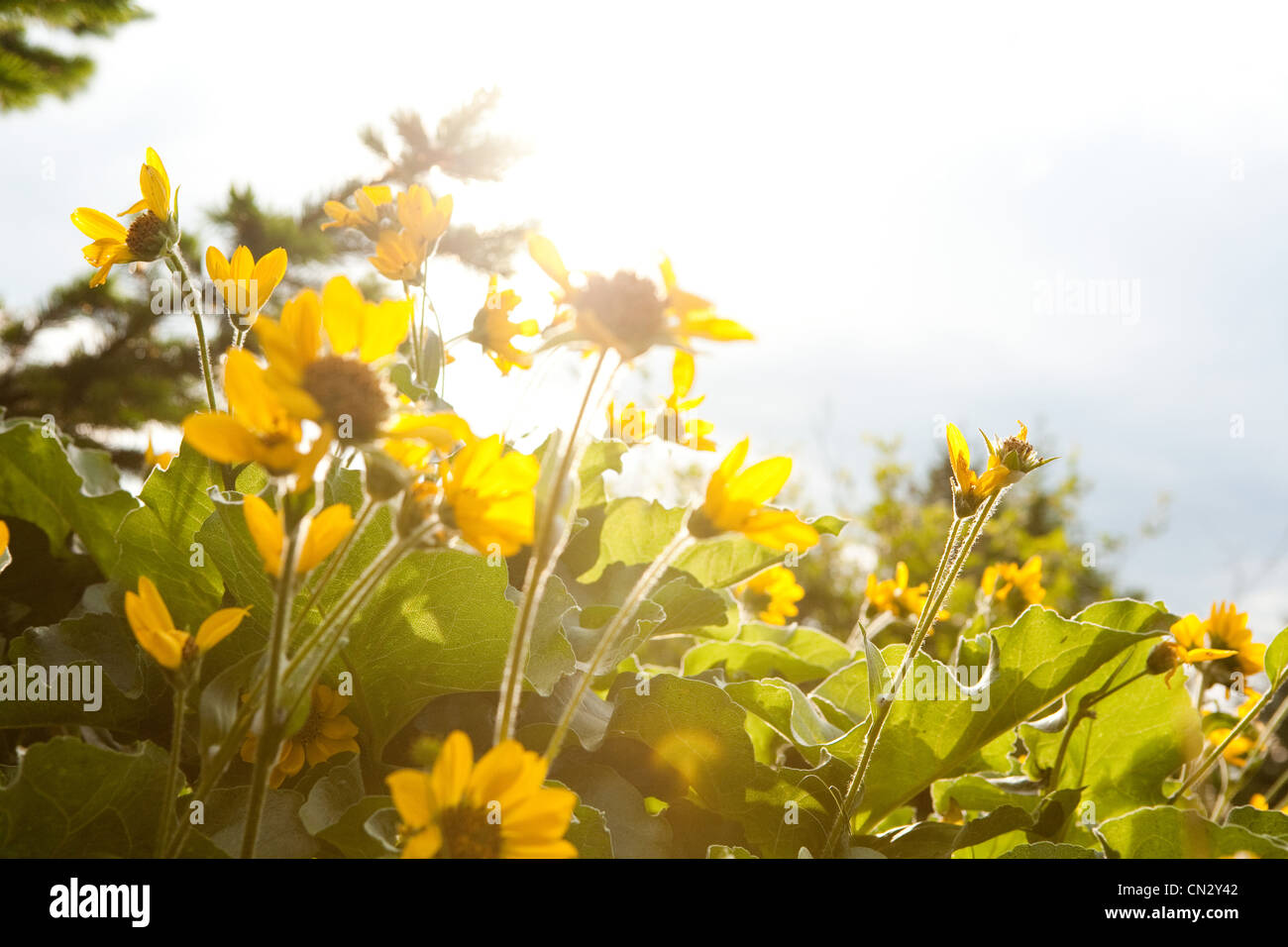 Yellow flowers, close up Stock Photo