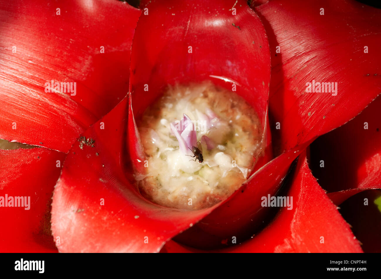 bloom of carnivorous flower Stock Photo