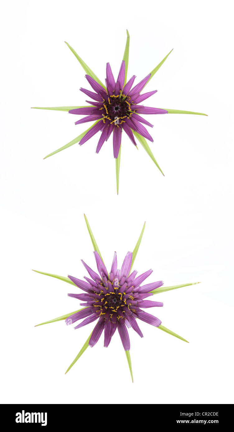 Salsify flower Stock Photo