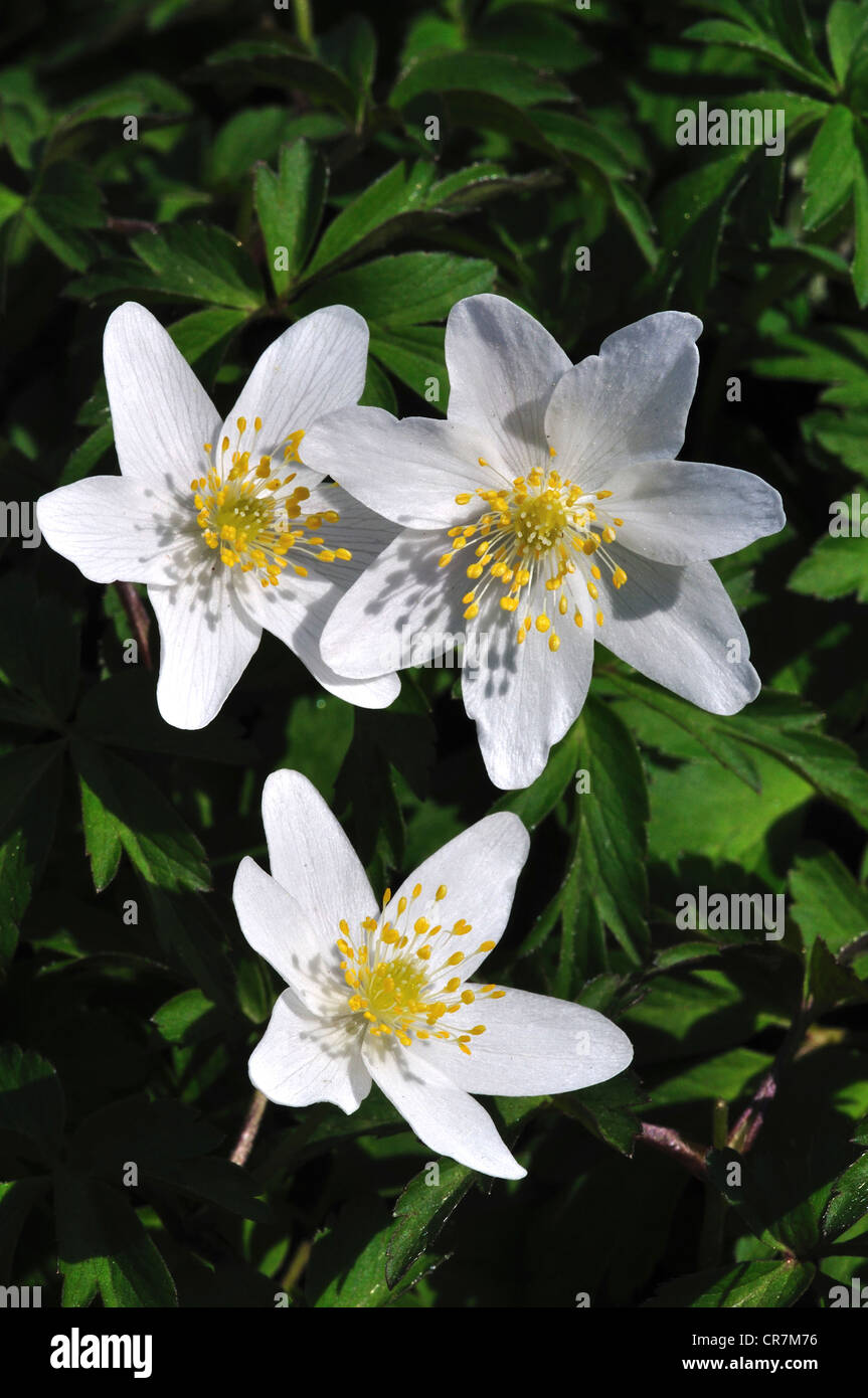 wood anemone nemorosa woodland wild flower spring Stock Photo