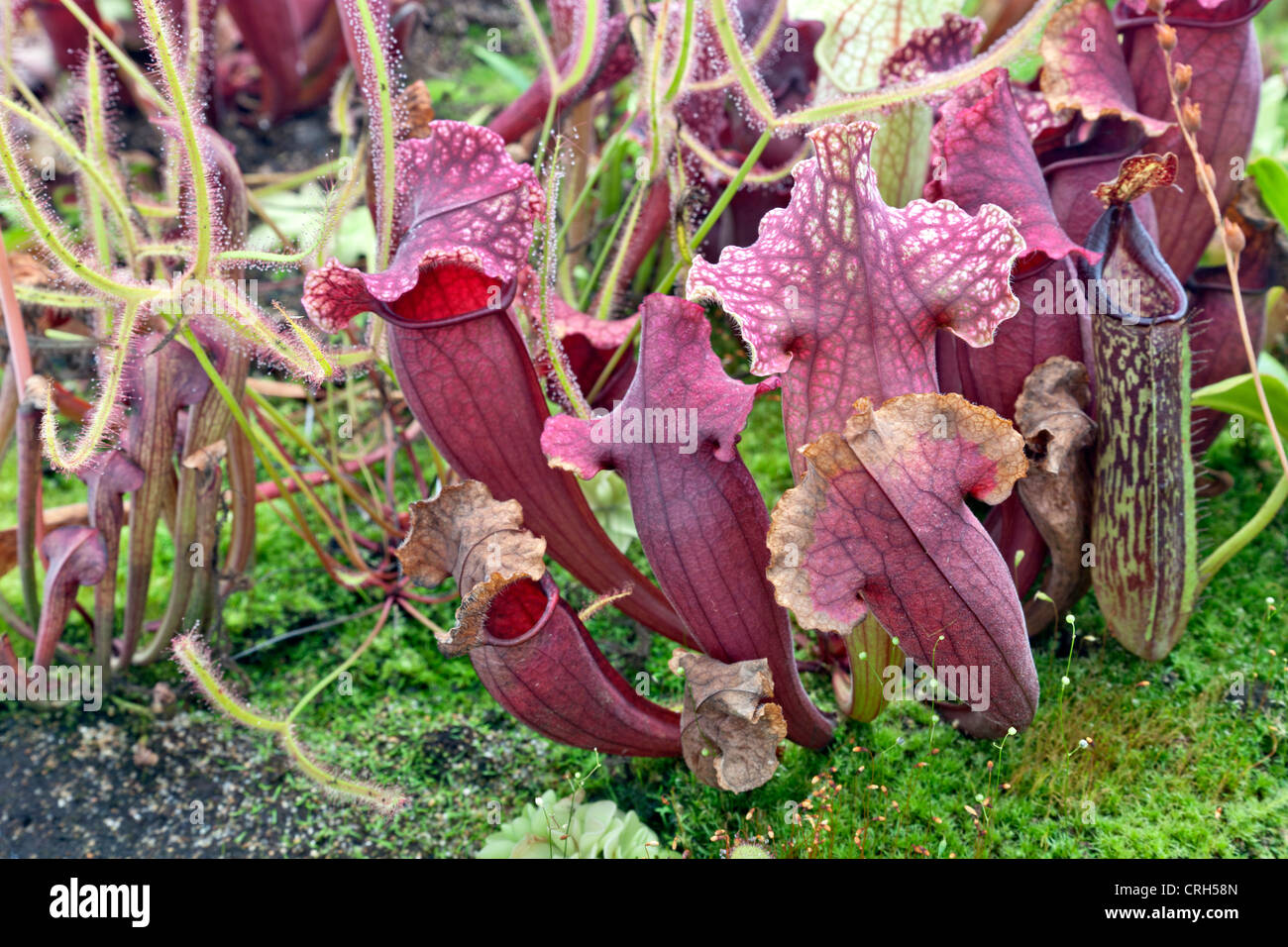 Carnivorous plant garden. Stock Photo