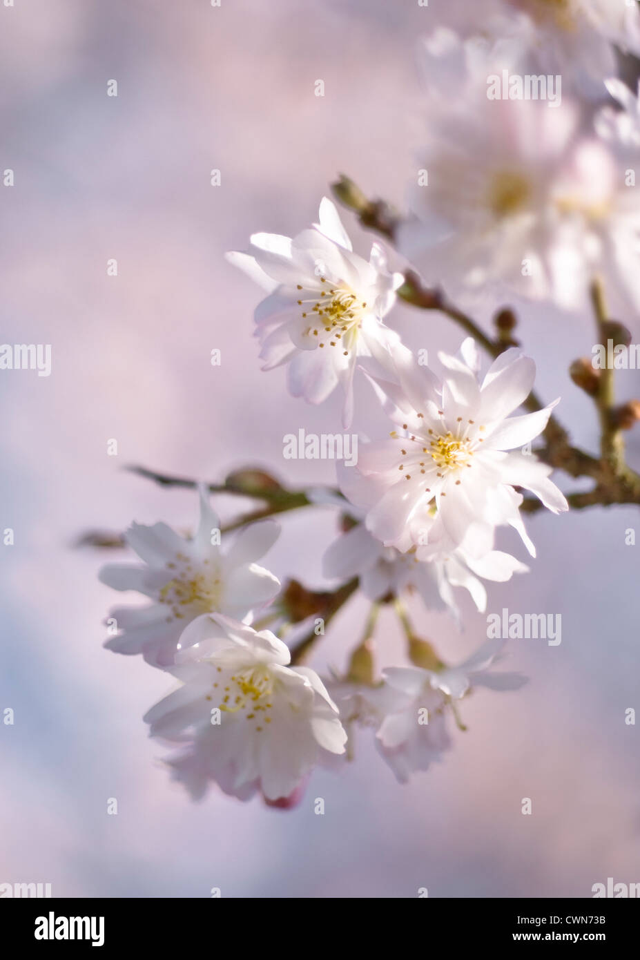 Prunus subhirtella 'Autumnalis', Cherry, Autumn flowering cherry Stock Photo