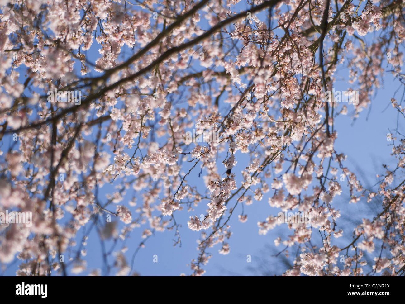 Prunus subhirtella 'Autumnalis', Cherry, Autumn flowering cherry Stock Photo