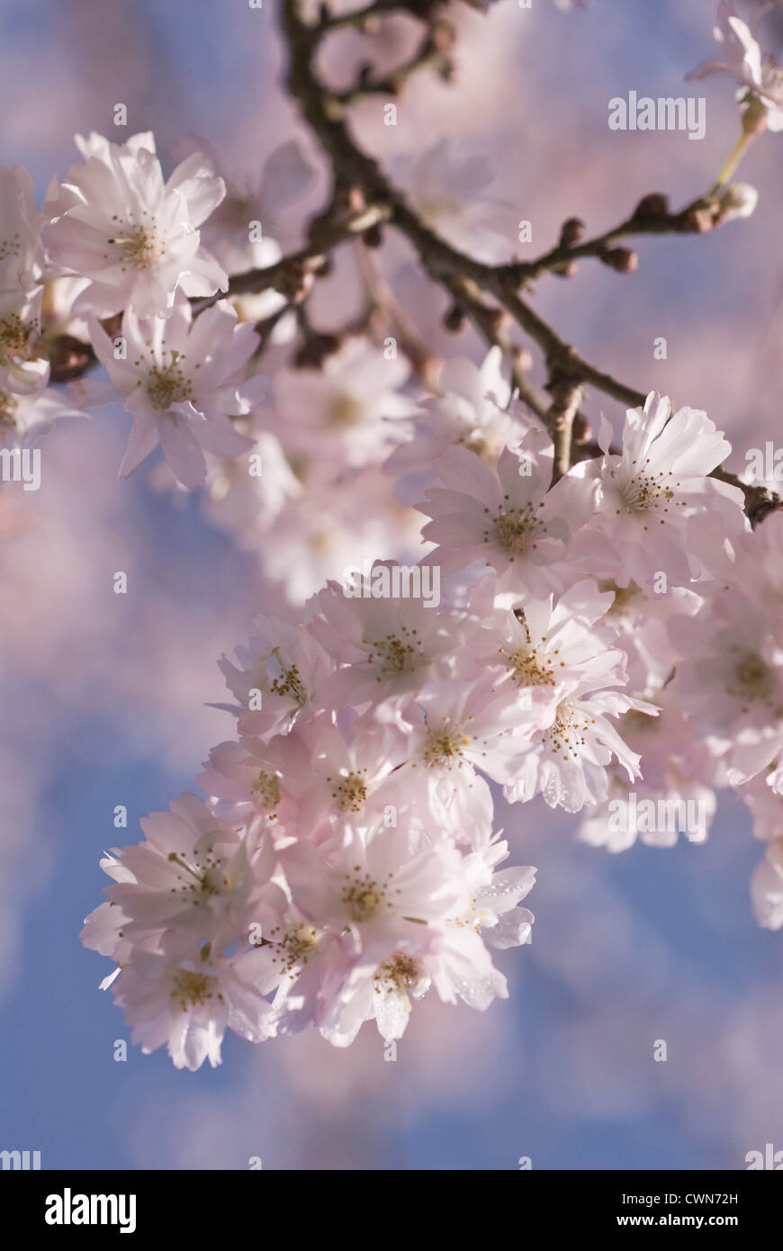 Prunus subhirtella 'Autumnalis', Cherry, Autumn flowering cherry with pink flower blossom against a blue background. Stock Photo