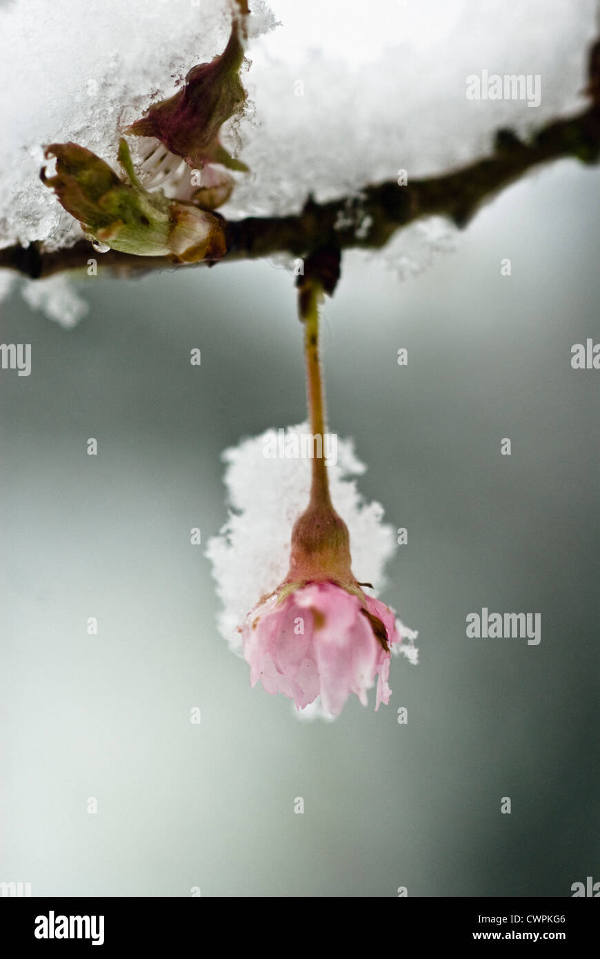 Prunus subhirtella 'Autumnalis', Cherry, Autumn flowering cherry Stock Photo