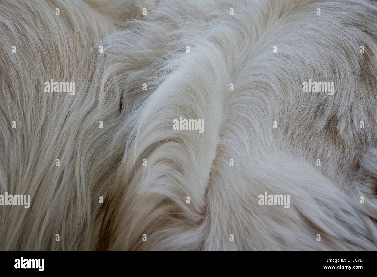 macro detail of dog fur Stock Photo