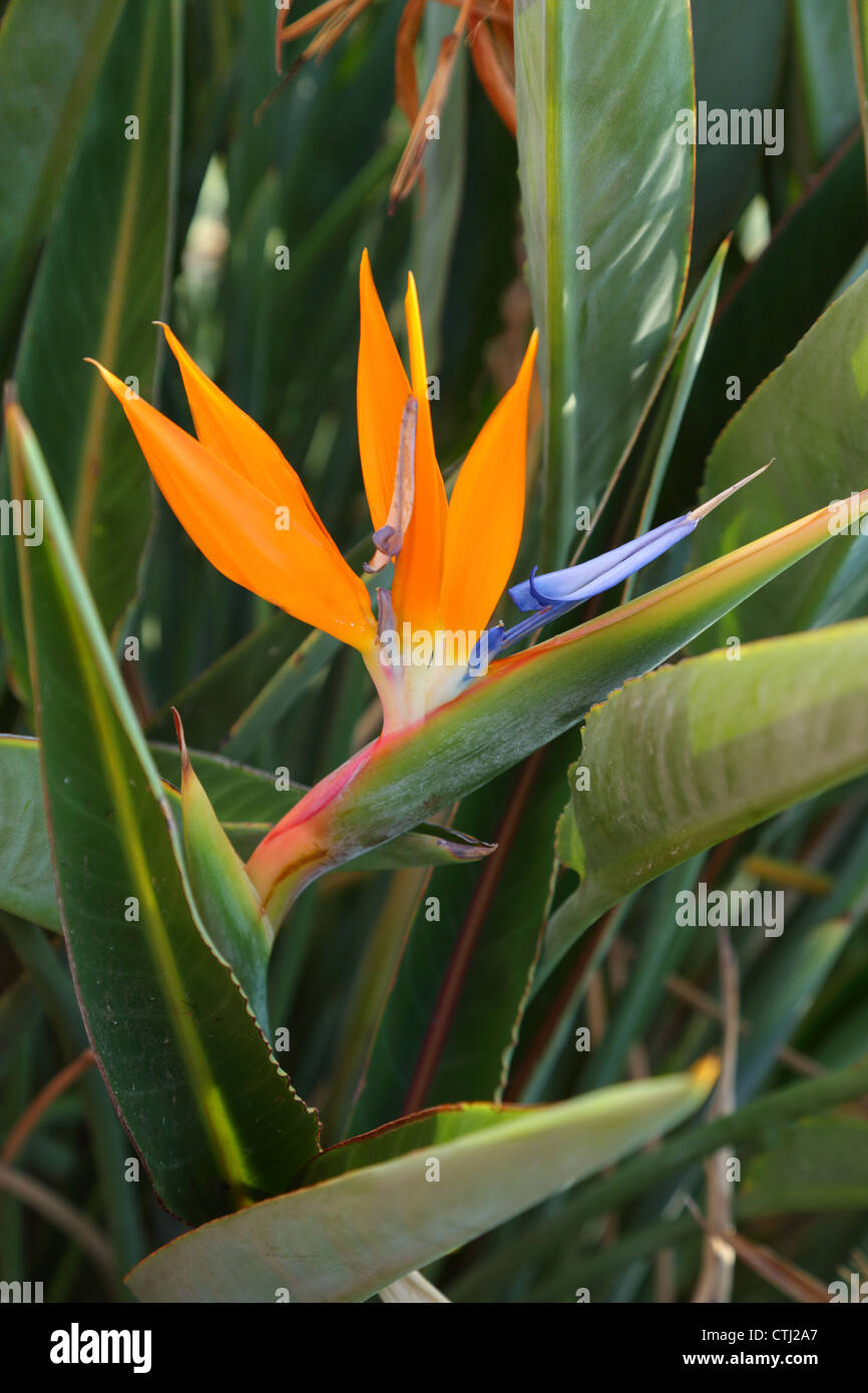 Bird of Paradise Flower, Hawaii Stock Photo