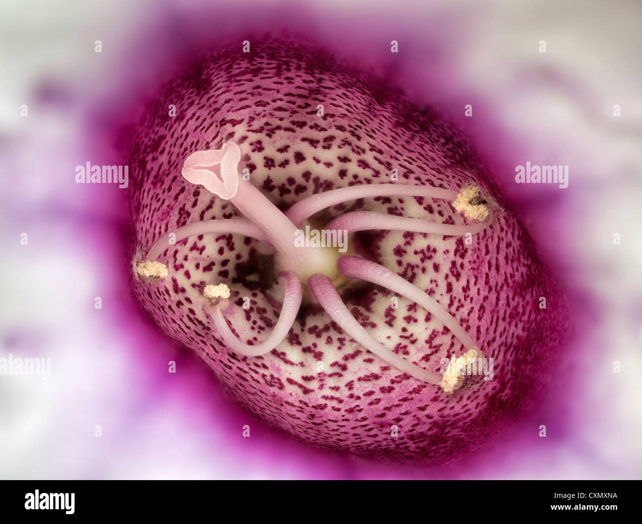 Close up of Gloxinia flower. Stock Photo