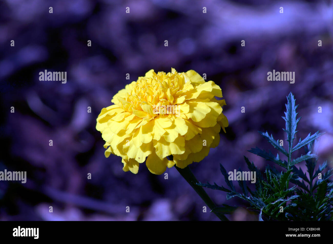 FRENCH MARIGOLD Stock Photo