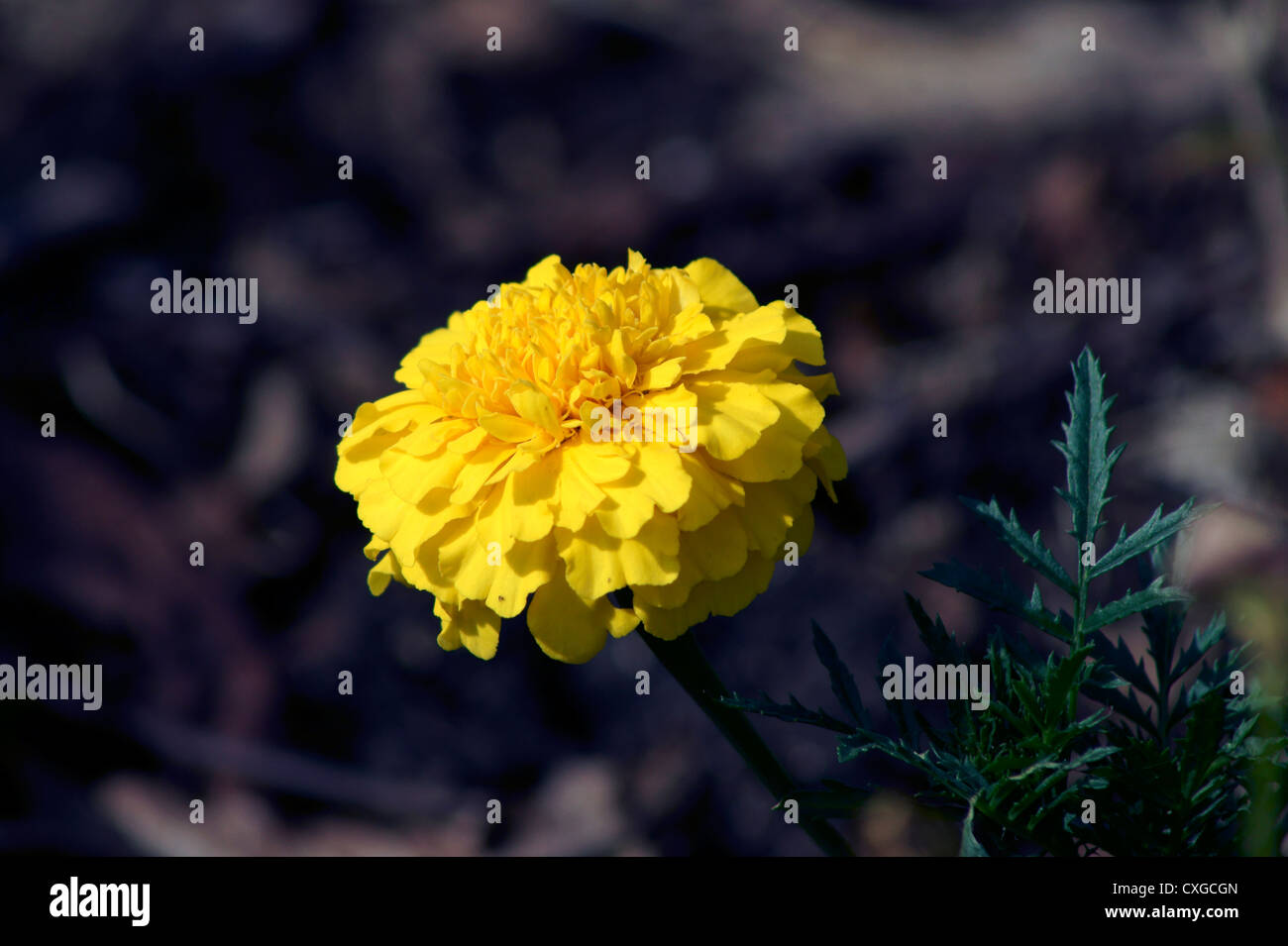 FRENCH MARIGOLD Stock Photo