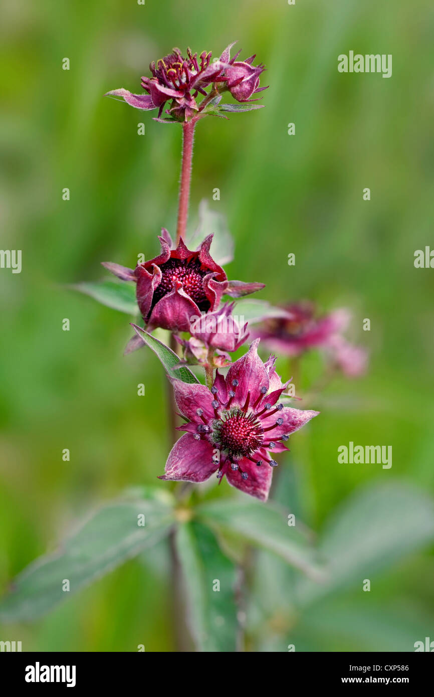 Purple Marshlocks / Swamp Cinquefoil / Marsh Cinquefoil (Potentilla palustris / Comarum palustre) in flower, High Fens, Belgium Stock Photo