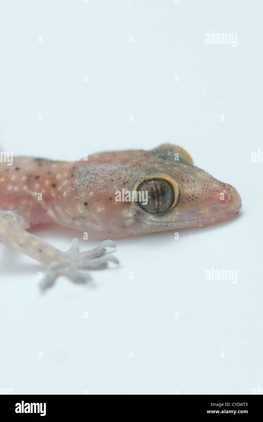 Head of Baby Gecko - Gekkonidae Stock Photo