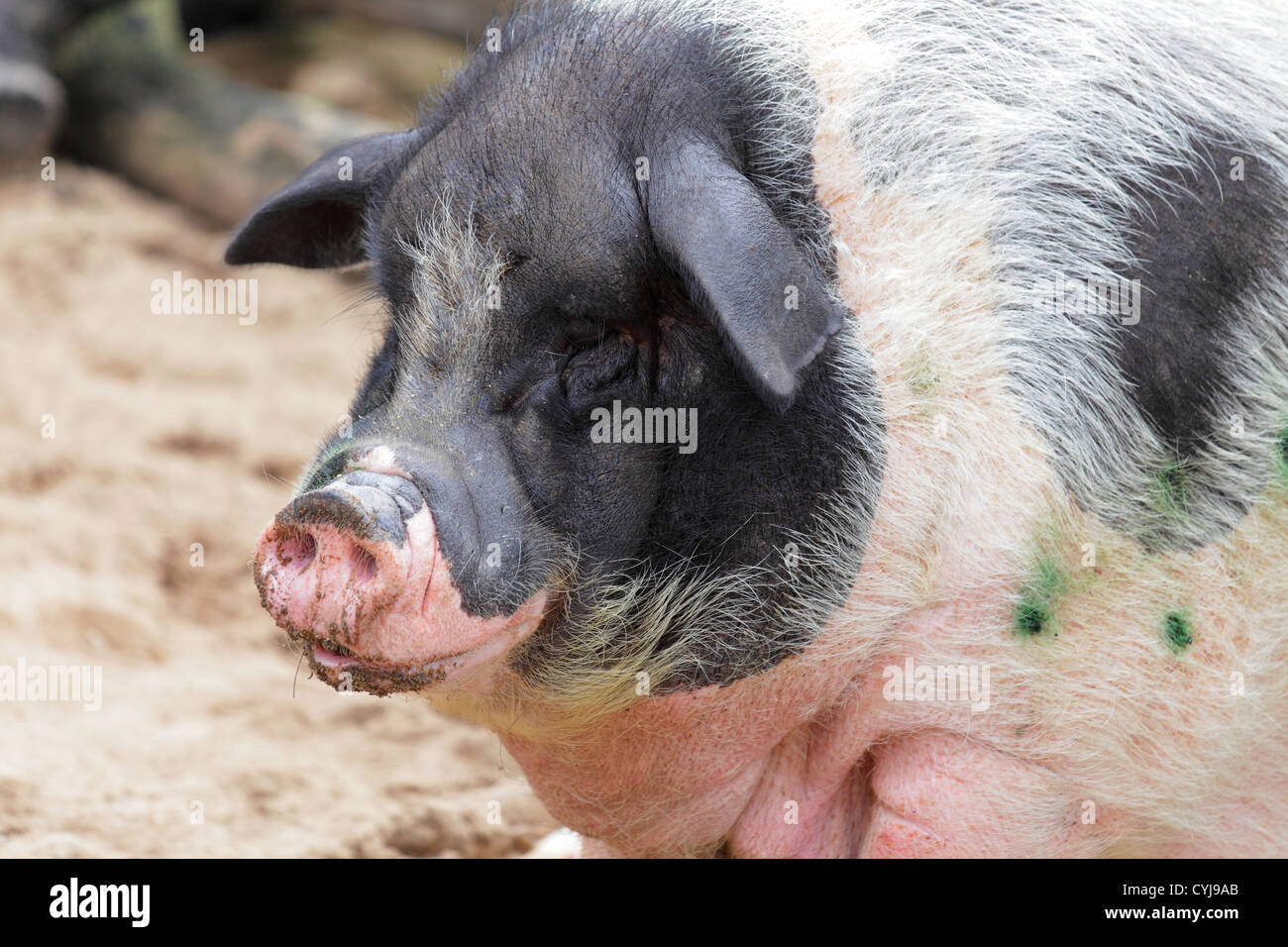 big fat pig Stock Photo