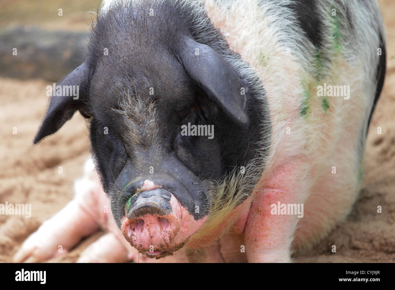 fat pig Stock Photo