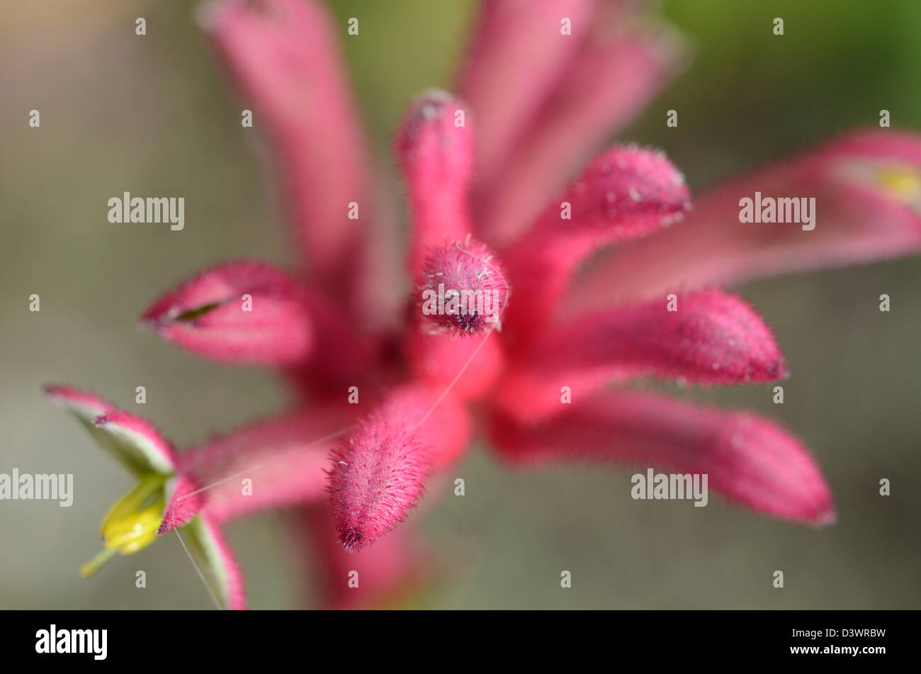 KANGAROO PAW FLOWER Stock Photo