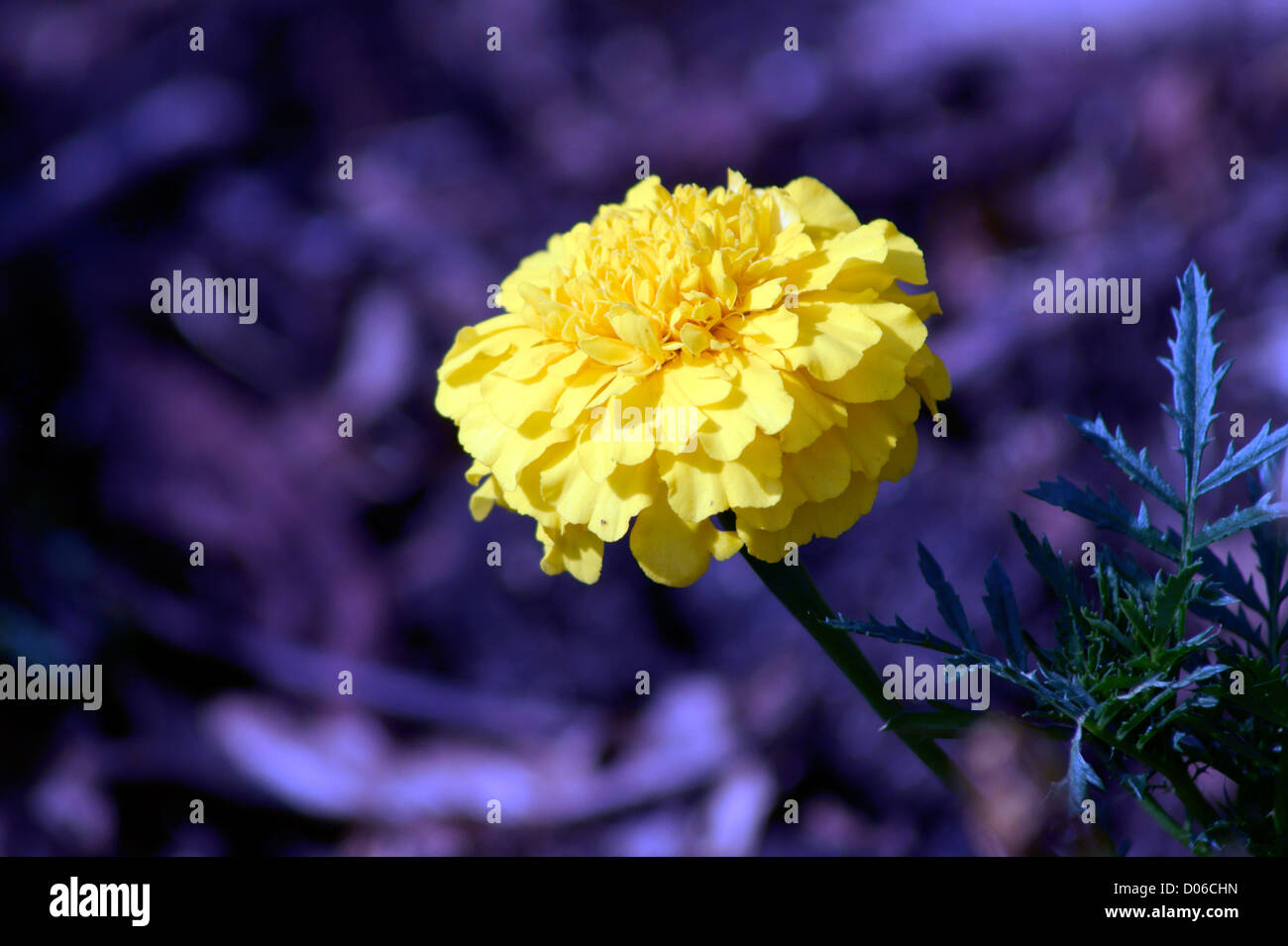 FRENCH MARIGOLD Stock Photo