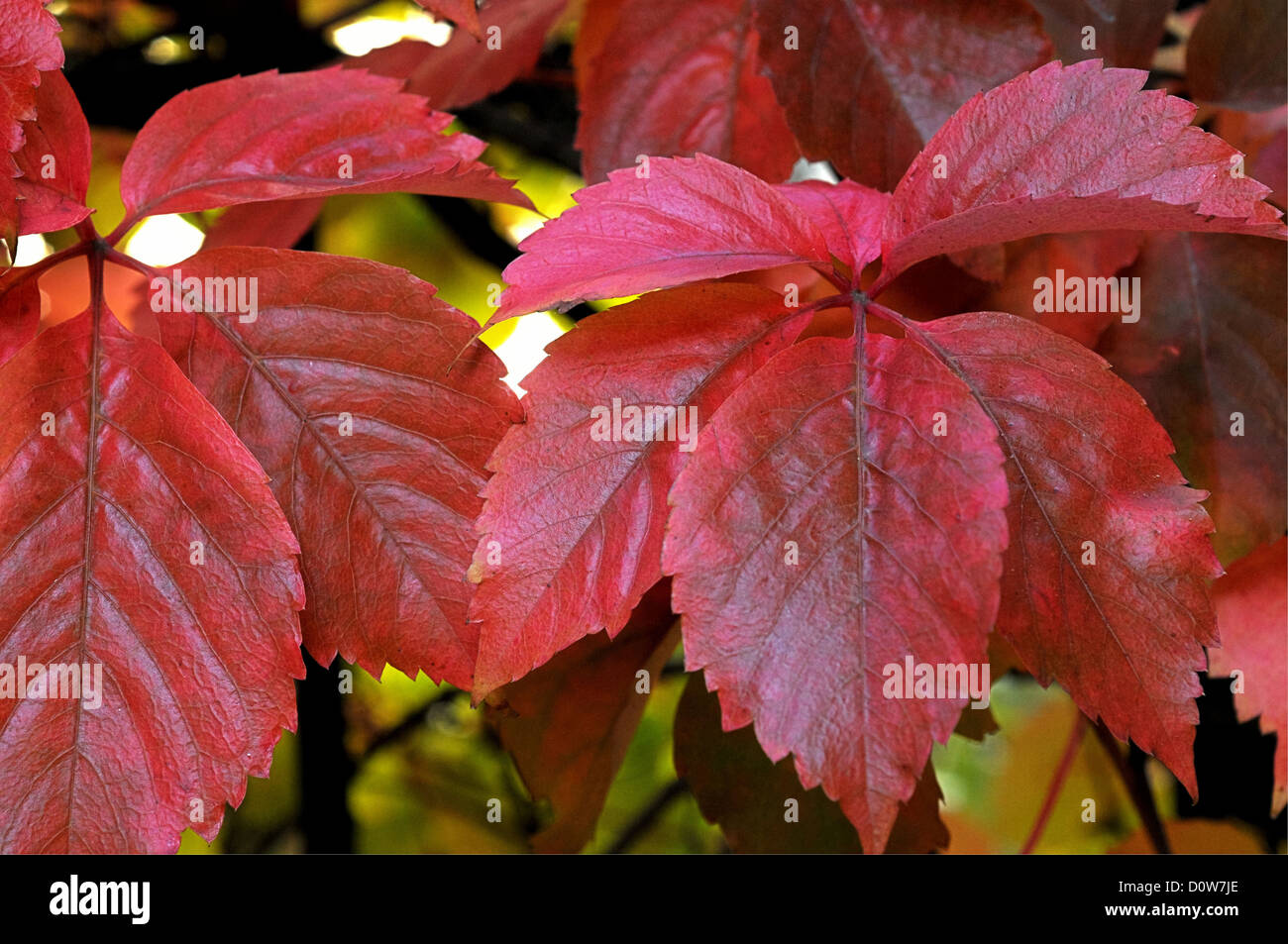 Red Ivy leaves Stock Photo