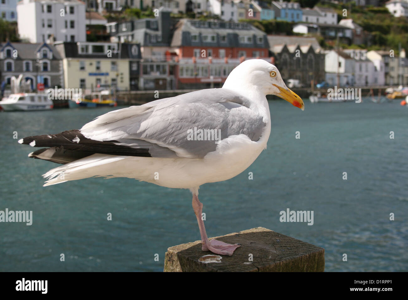 SEAGULL LOOE CORNWALL Stock Photo