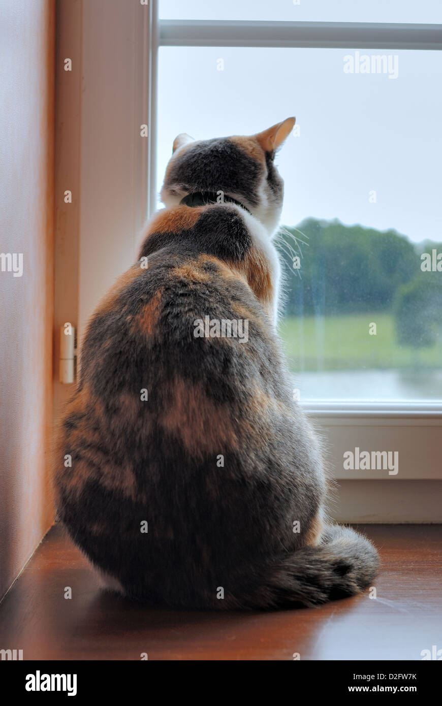 Cat looking out of a window Stock Photo