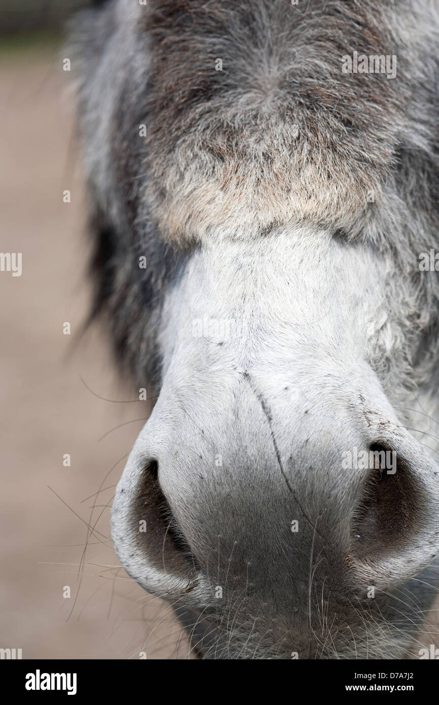 Nose of gray donkey Stock Photo