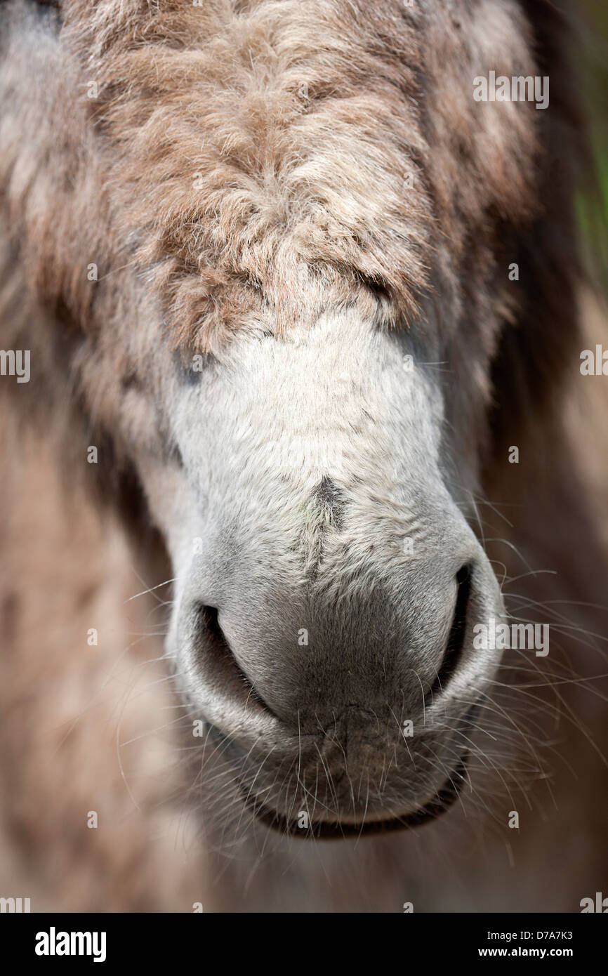 Nose of donkey Stock Photo