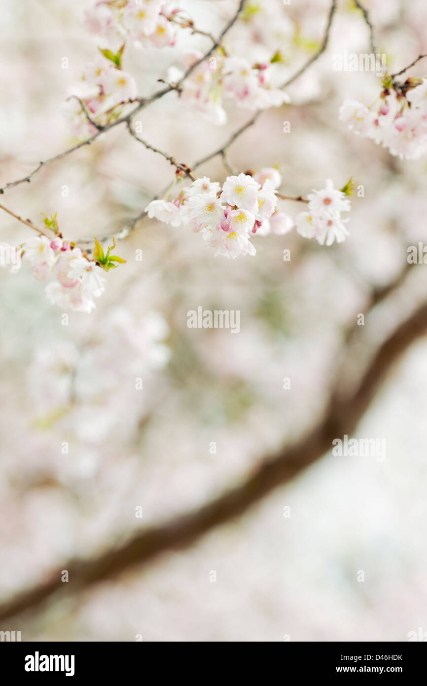 Higon Cherry in spring Stock Photo