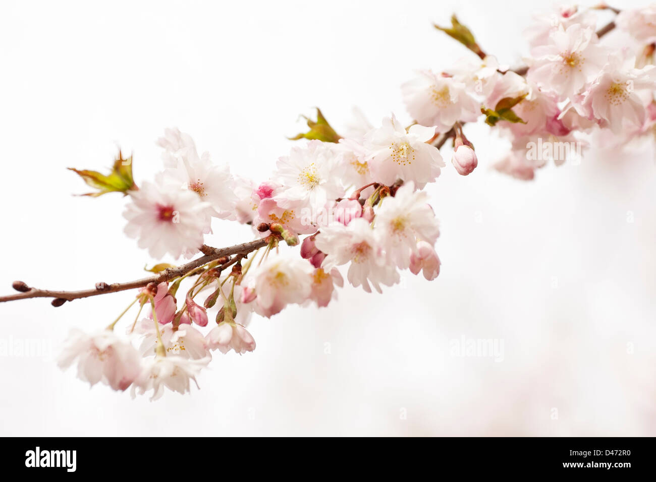 Higon Cherry (Prunus Subhirtella Autumnalis) in spring Stock Photo