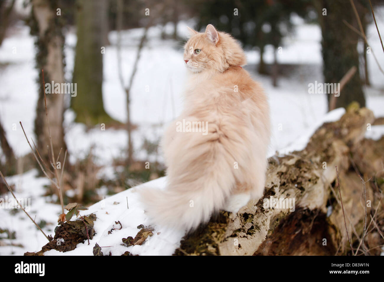 Siberian Cat Stock Photo