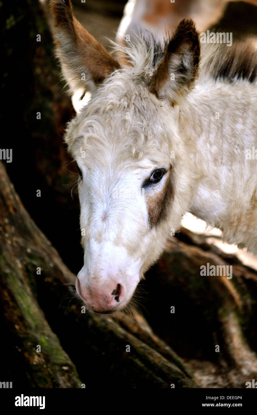 Donkey stares Stock Photo