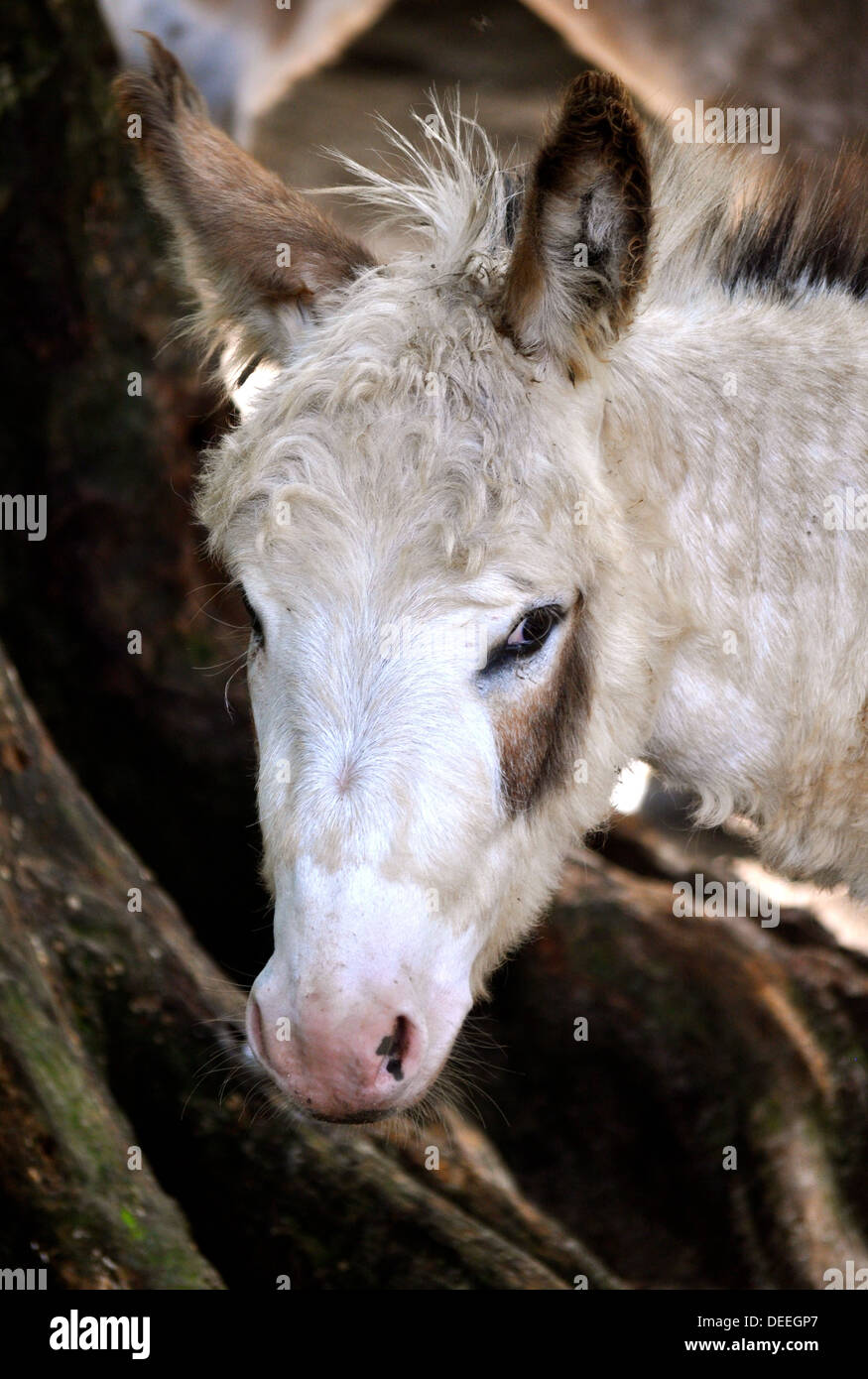 Donkey stares Stock Photo