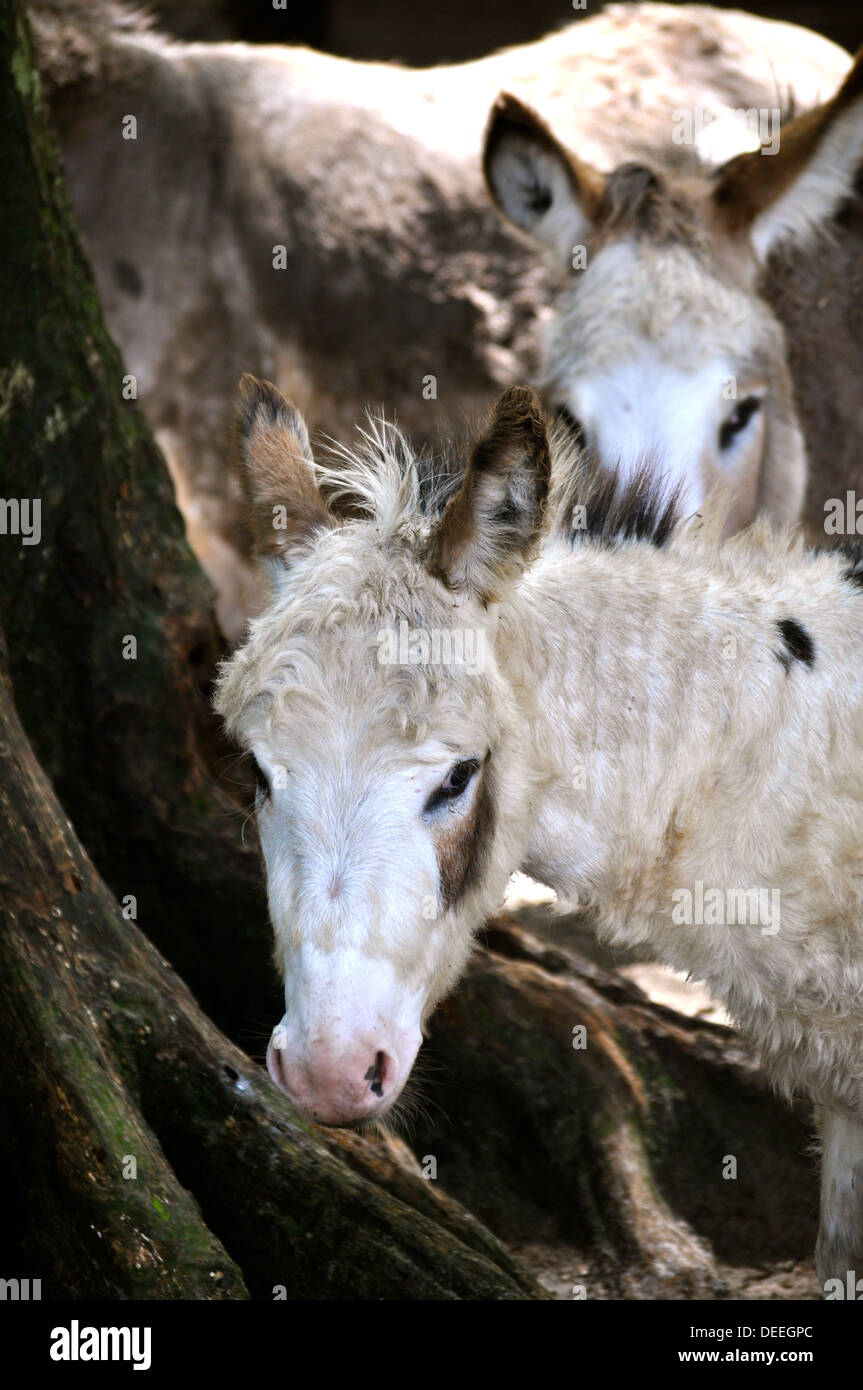 Donkeys stare Stock Photo