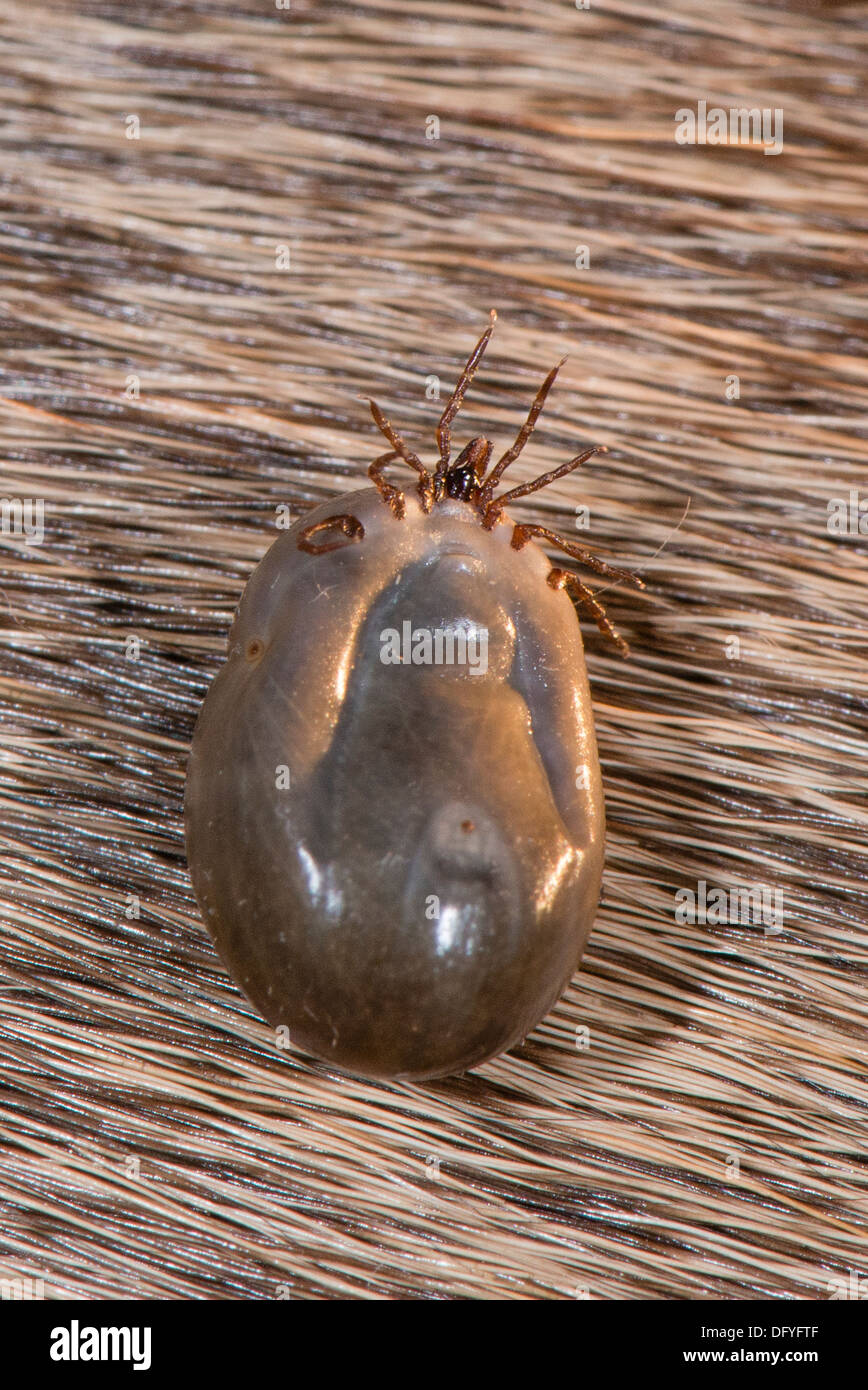 A Deer tick on Deer hair Stock Photo