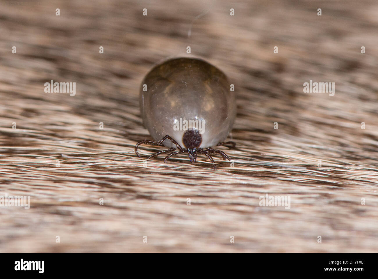 A Deer tick on Deer hair Stock Photo