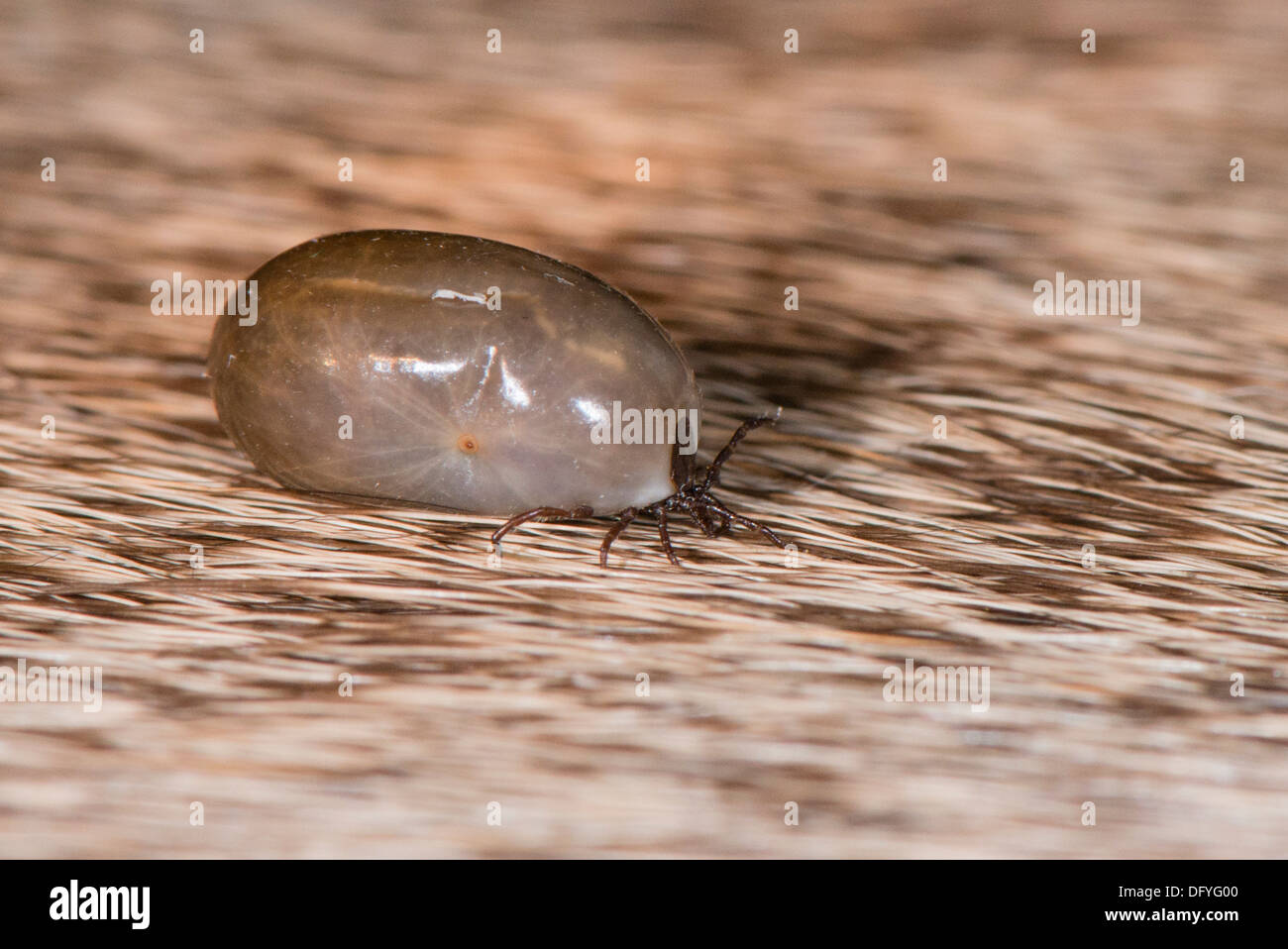 A Deer tick on Deer hair Stock Photo