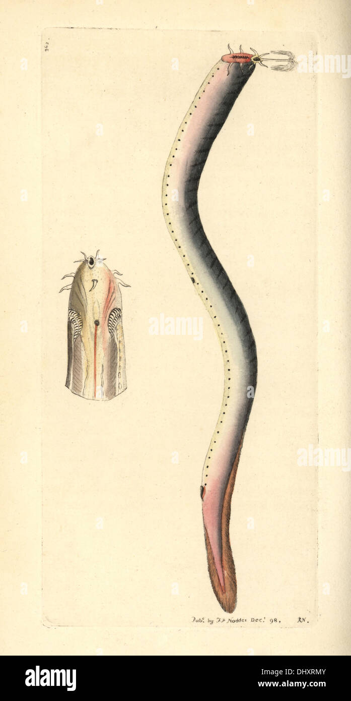 Hagfish, Myxine glutinosa. Stock Photo