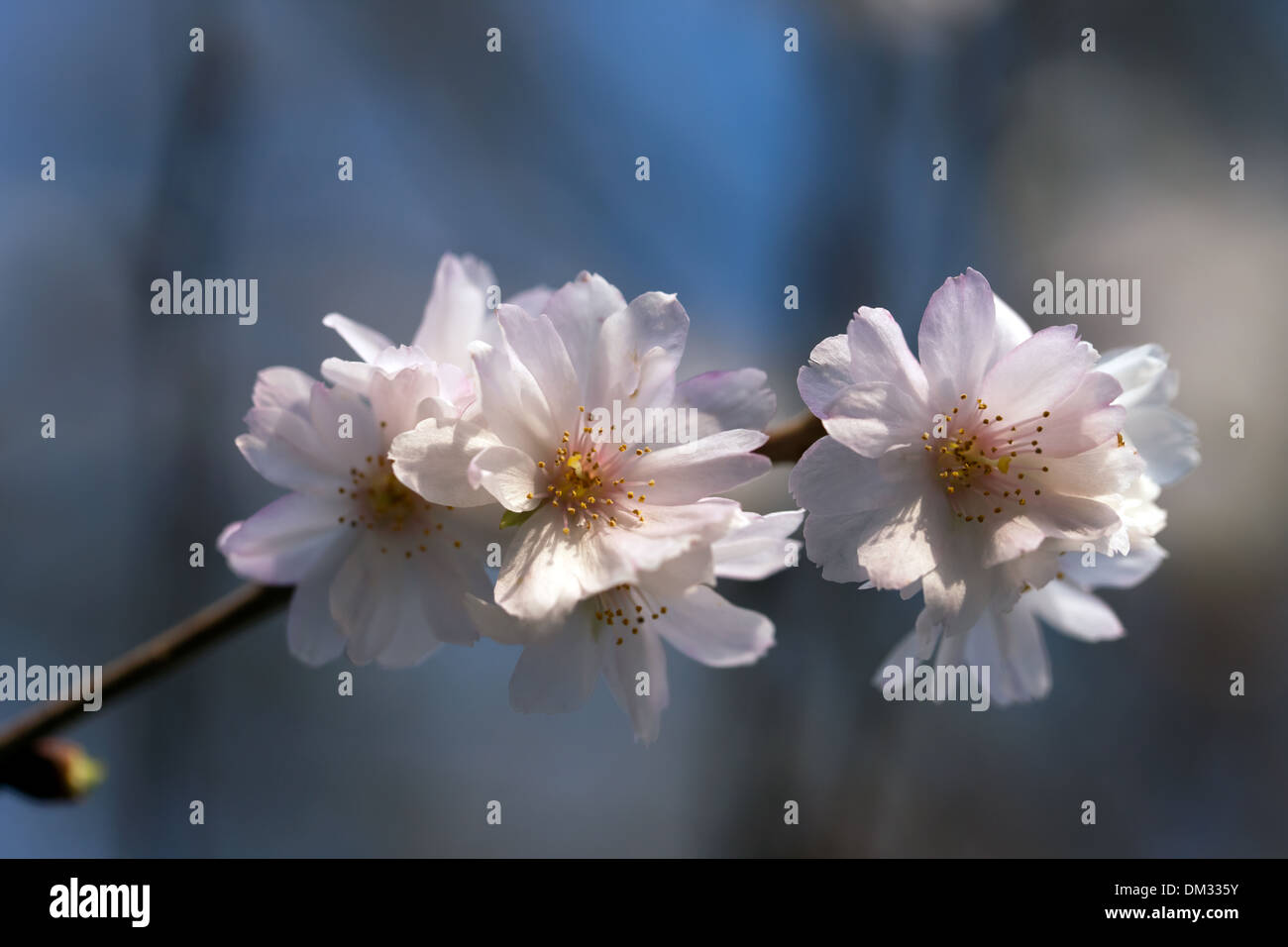 Macro image of a Winter flowering Cherry tree blossom  (Prunus x subhirtella Autumnalis) Stock Photo