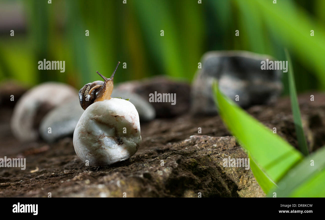 Snail sitting on white rock Stock Photo