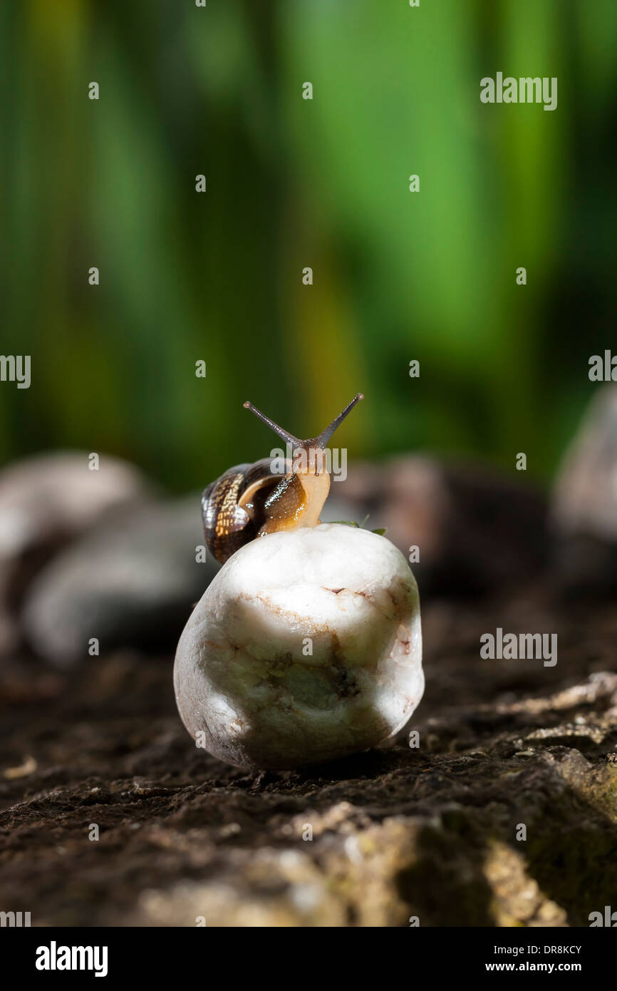 Snail sitting on white rock Stock Photo