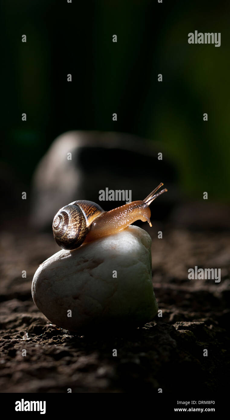 Snail sitting on white rock Stock Photo