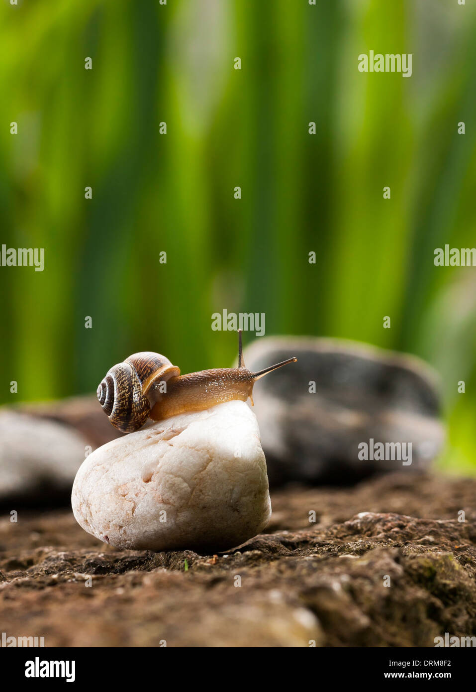 Snail sitting on white rock Stock Photo