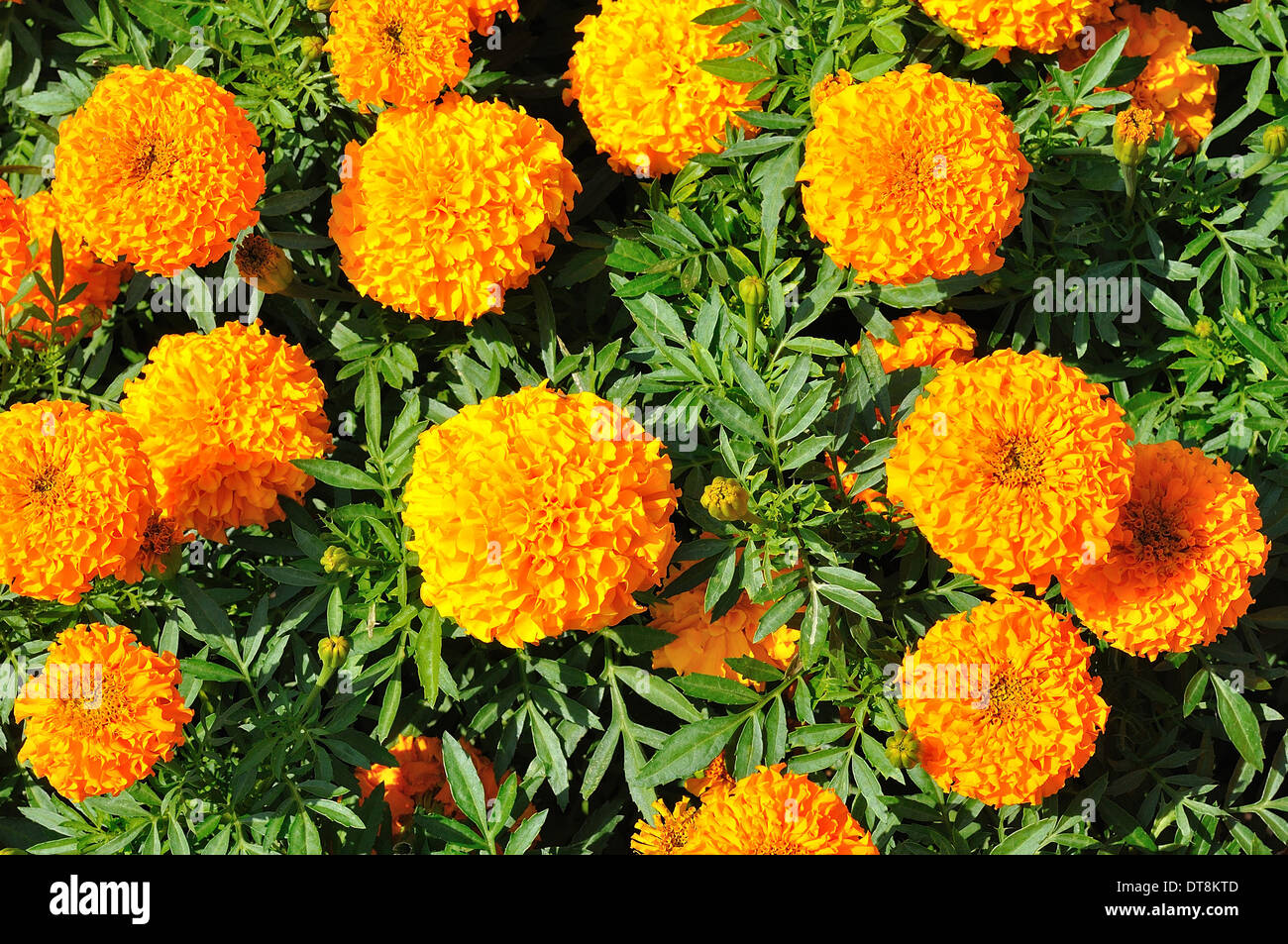 Marigold - Tagetes erecta L Stock Photo