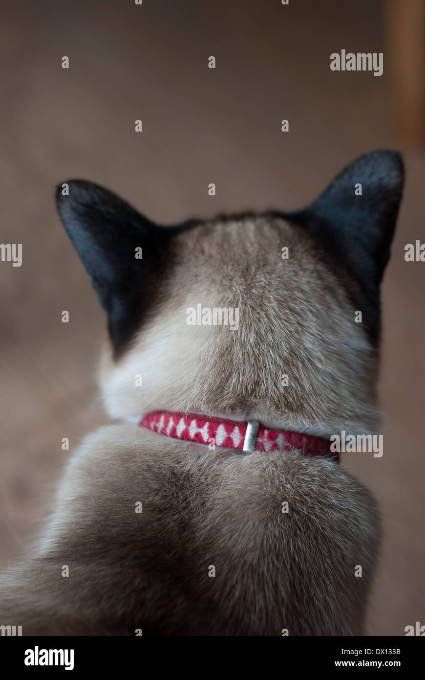 Rear view of Siamese cat Stock Photo