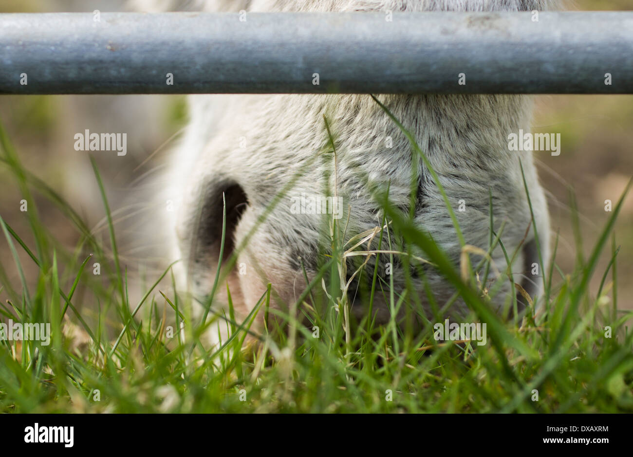 Donkey eating grass Stock Photo