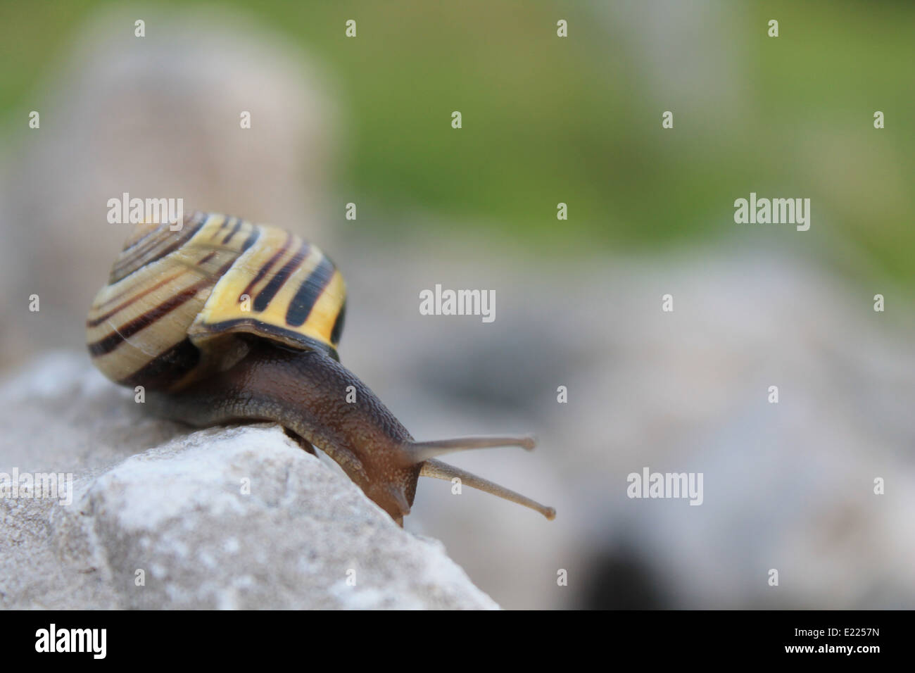 Snail climbing on a rock Stock Photo