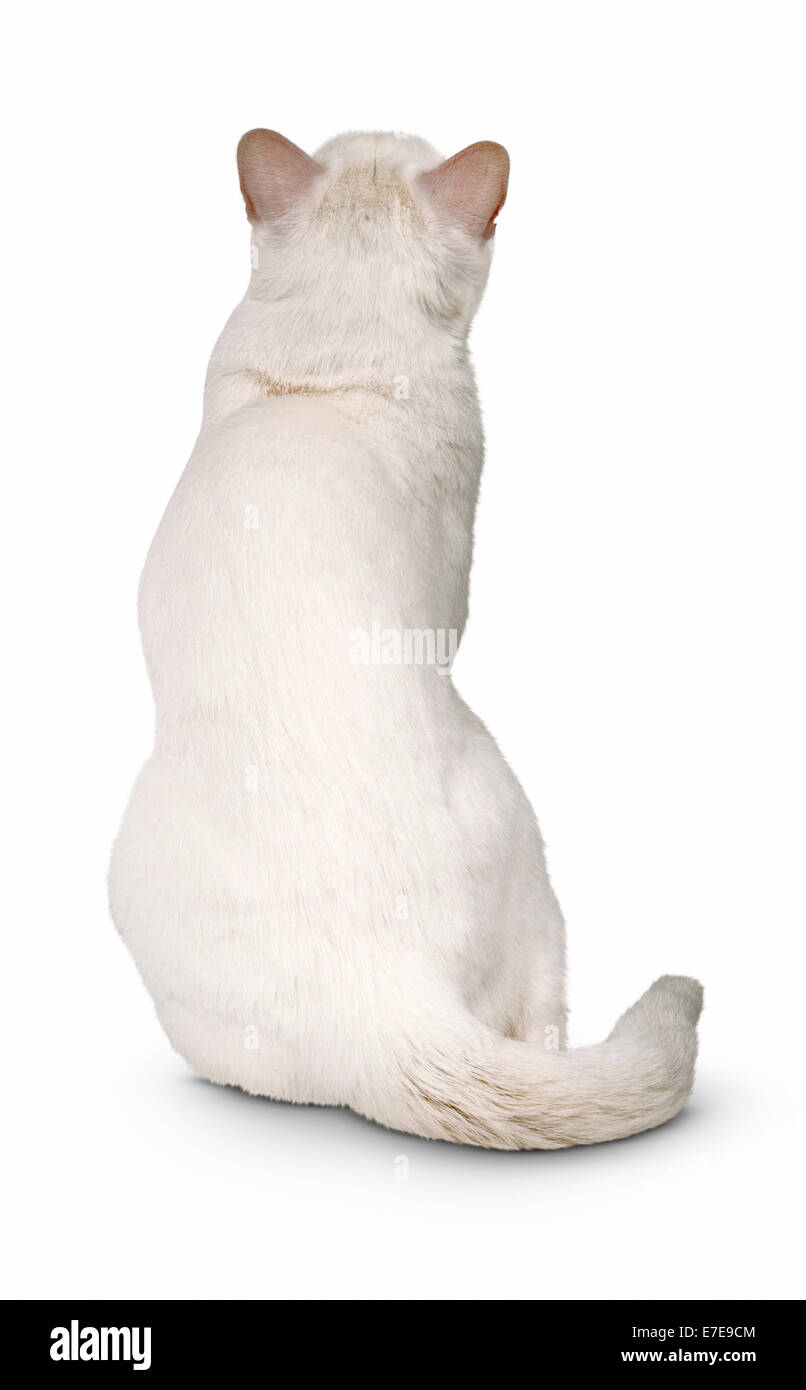 Khao Manee shorthair cat Stock Photo