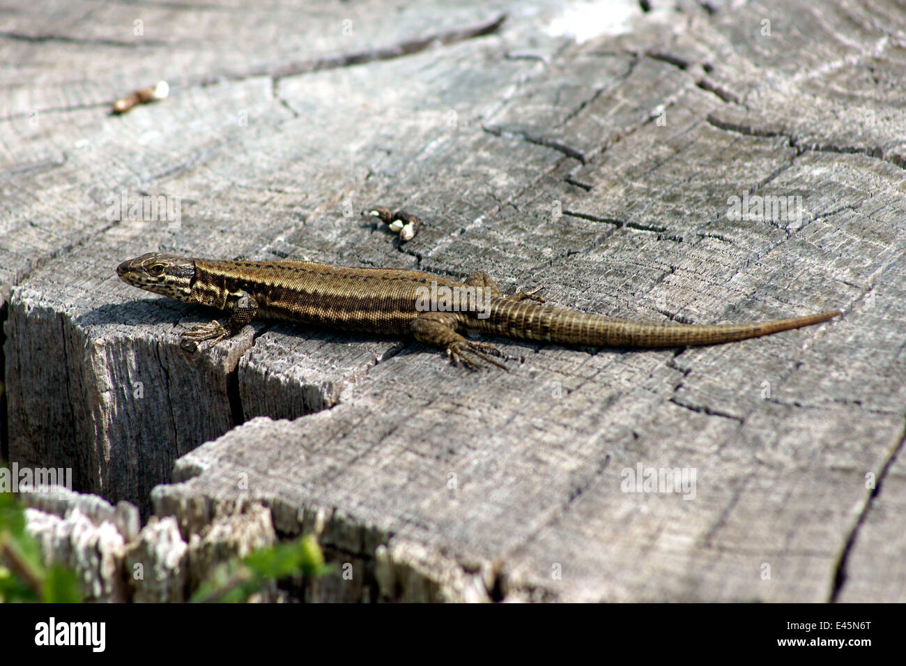 COMMON WALL LIZARD Stock Photo