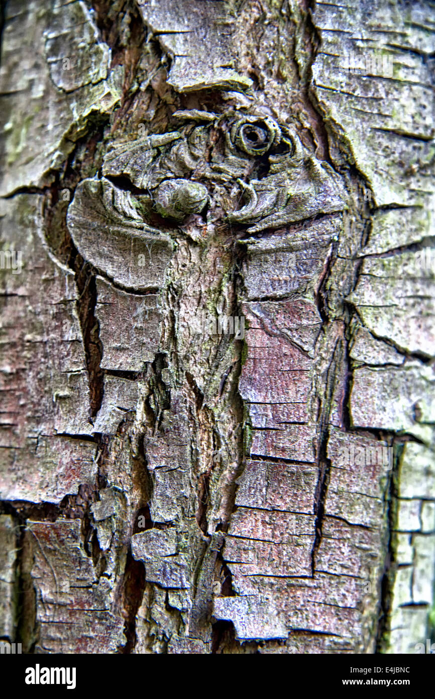 Bark of a pear tree Stock Photo