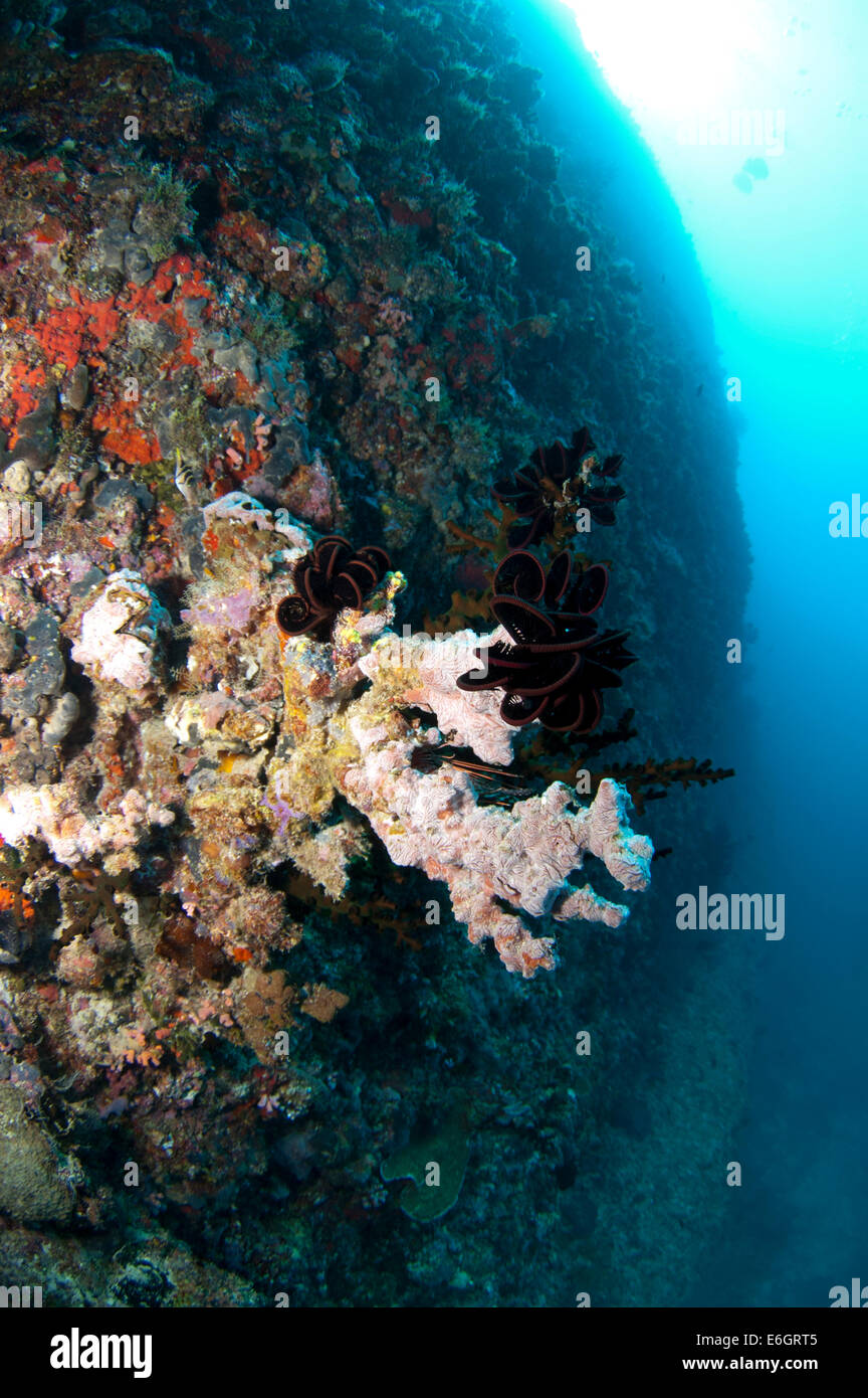 Feydhoo wall diving Stock Photo