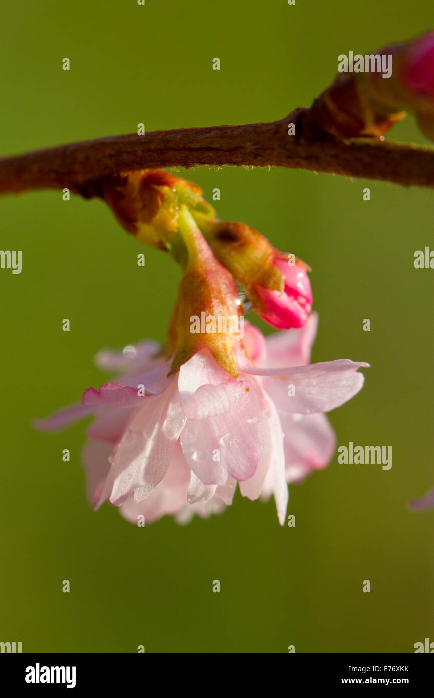 Flowers of Prunus X subhirtella autumnalis 'Rosea'. Winter flowering cherry tree. Ornamental garden tree. Powys, Wales. February Stock Photo